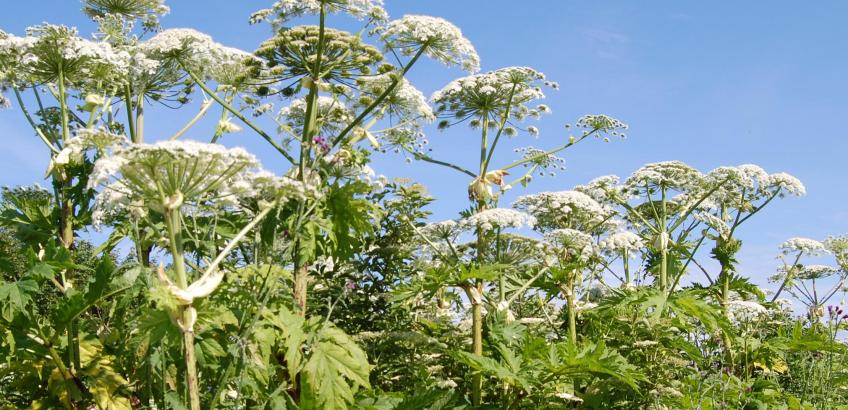 Billede af bjørneklo